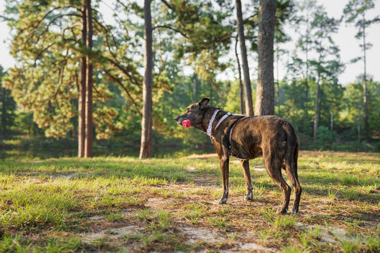 Brown rescue dog holding a toy in its mouth looking at the mountains