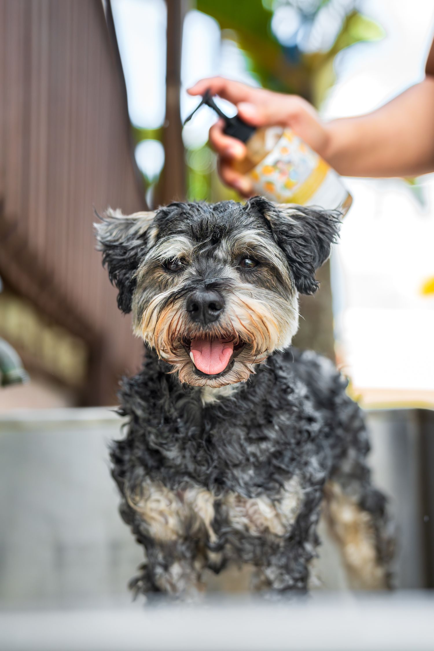 Commercial and small business pet/dog/cat photography- Paws for Portraits- Georgia- Hawaii