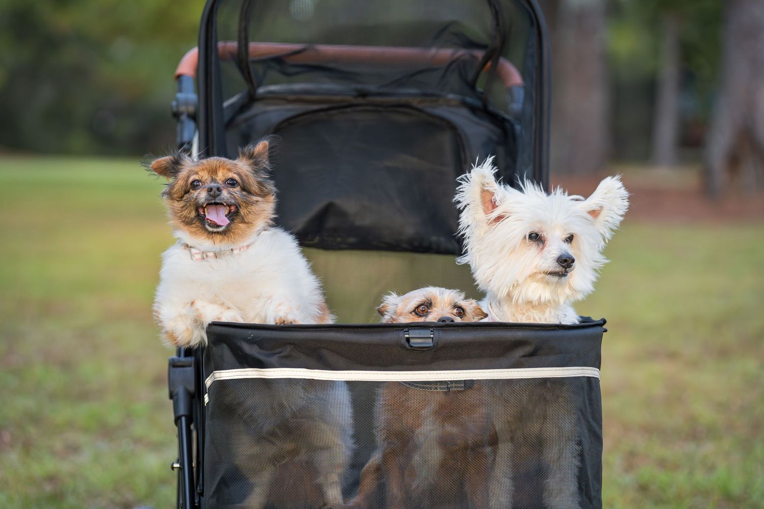 Small dogs in a stroll at the park. Dog photoshoot with paws for portraits