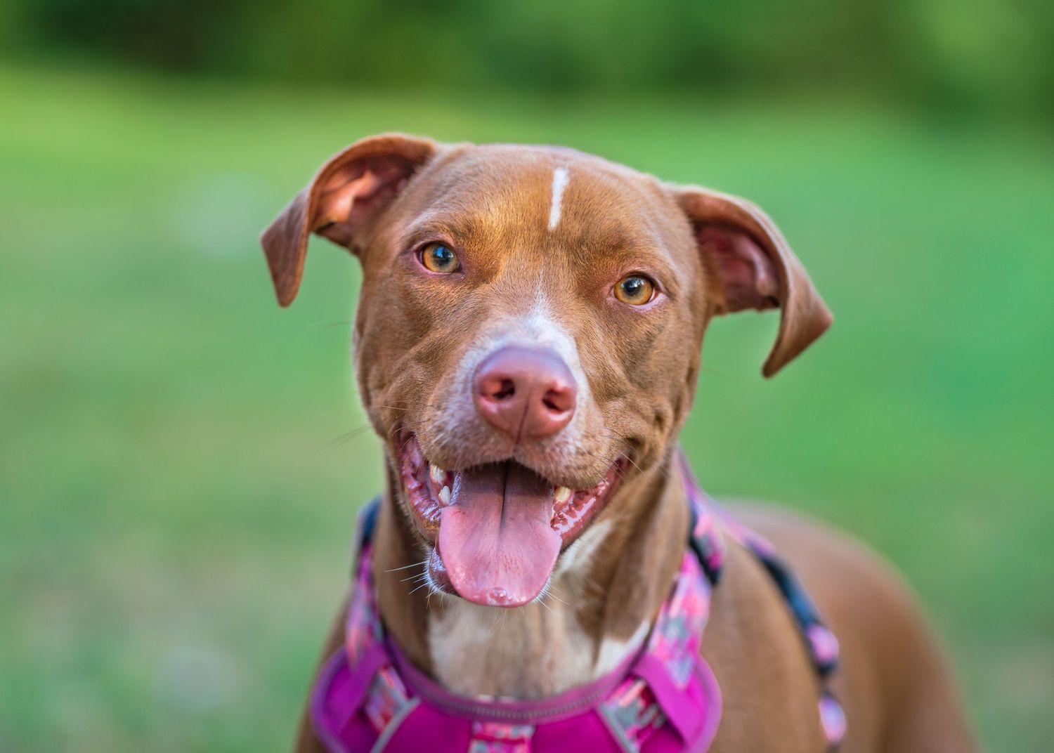 Pitbull mix smiling for the camera at Fountain park Warner Robins, GA