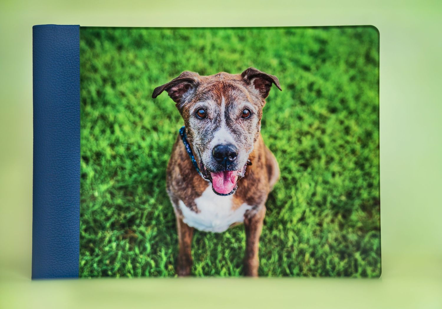 Photo album from Graphistudios of a mix breed.