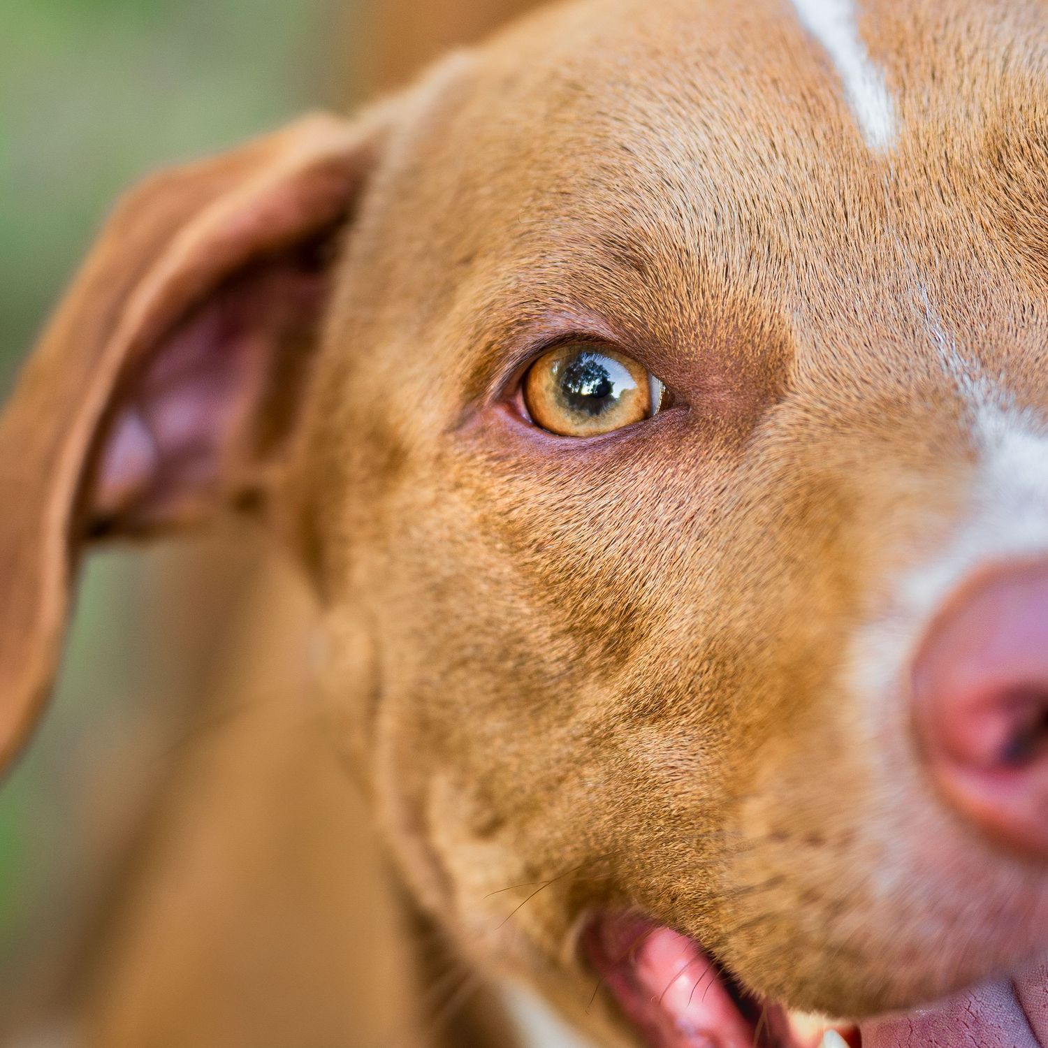 In the details photo- Paws for Portraits- emerge