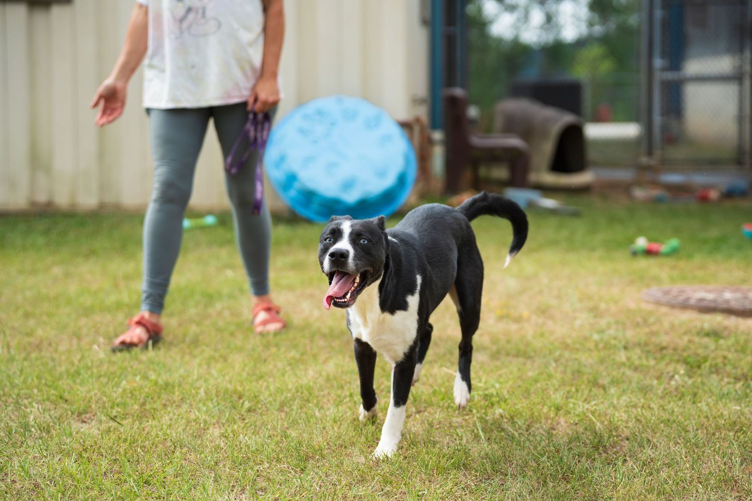 Mix breed at the shelter- Warner Robins Animal Control