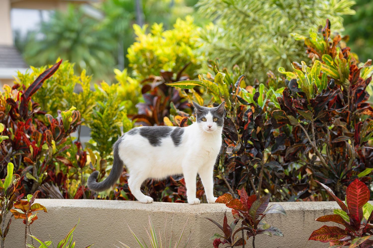 Cat photography- Paws for Portraits- Oahu and Georgia
