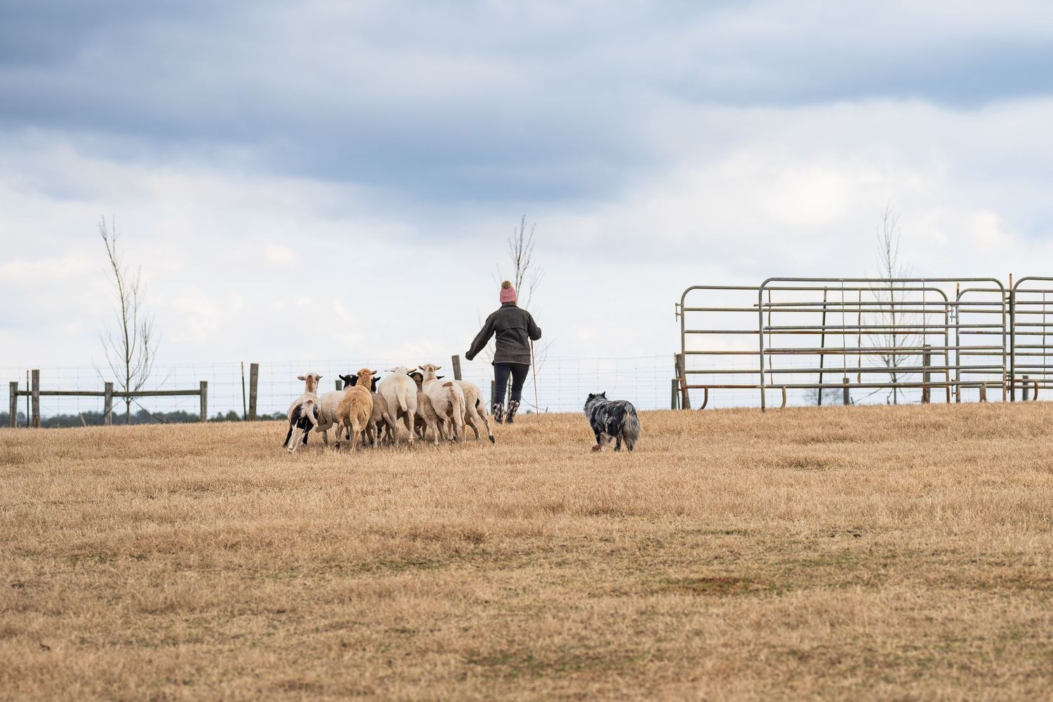 Herding photography- paws for portraits- Georgia dog photographer