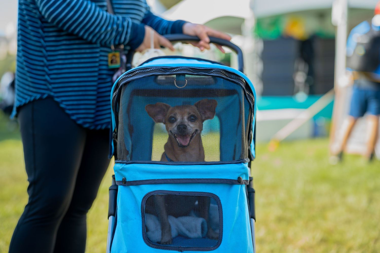 Hawaii humane society pet walk- paws for portraits