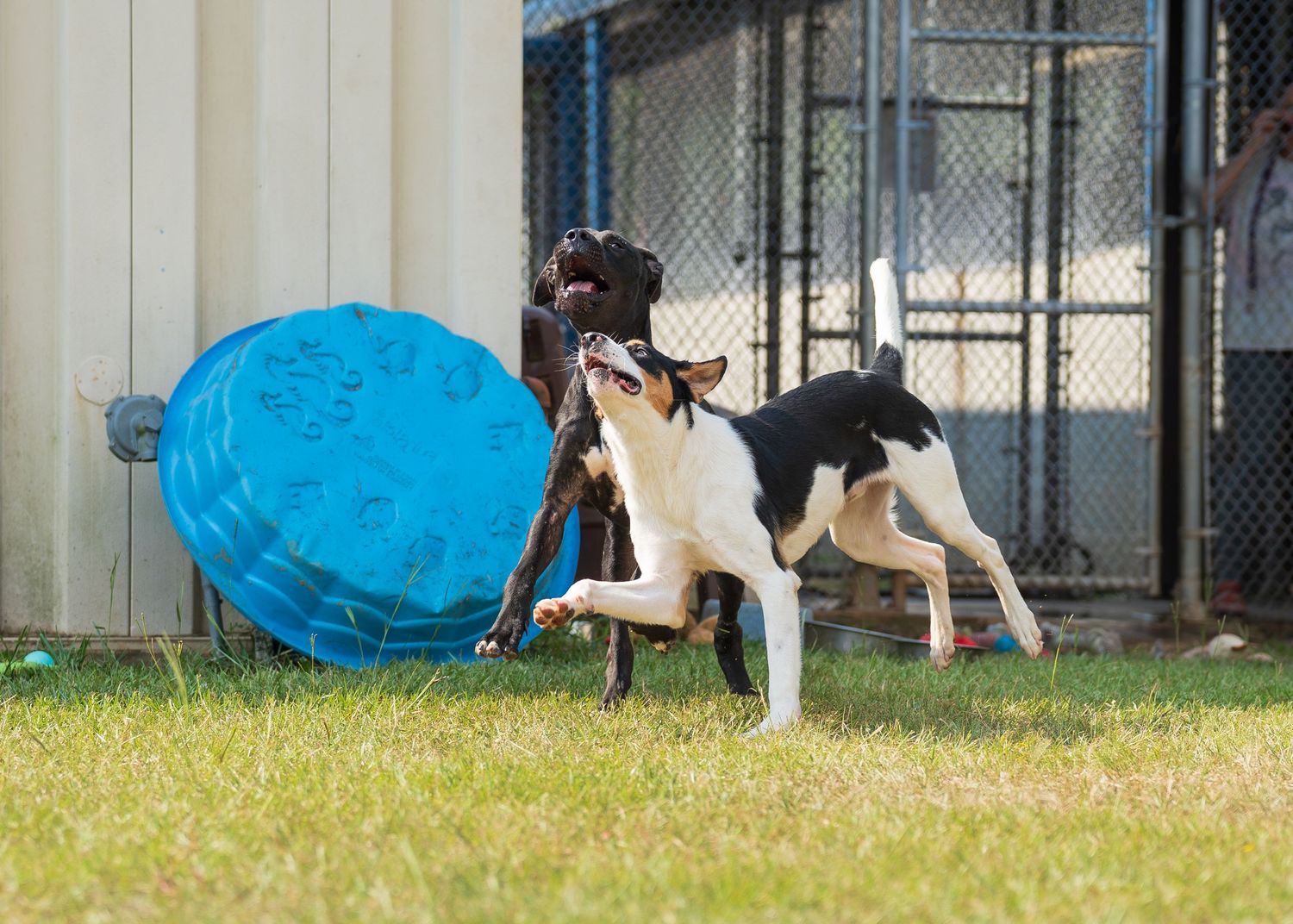 two dogs playing at the shelter- Warner Robins Animal Control