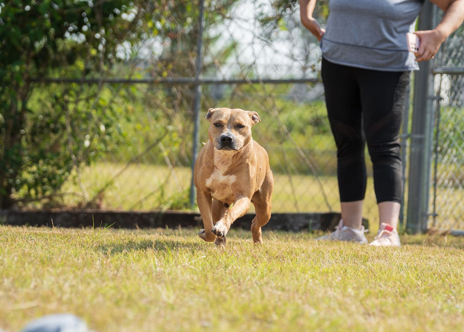 Mix breed at the shelter- Warner Robins Animal Control