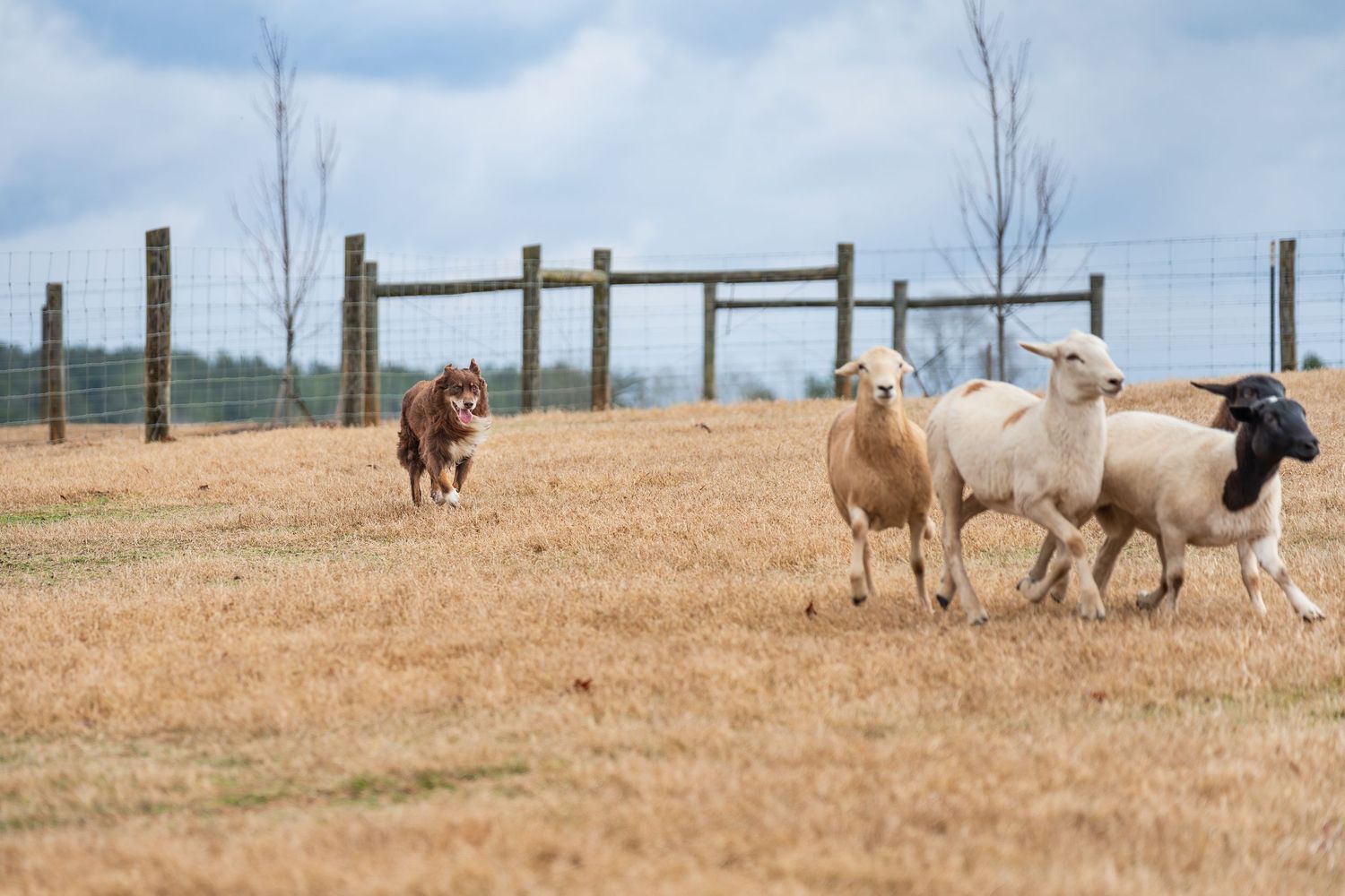Herding photography- paws for portraits- Georgia dog photographer