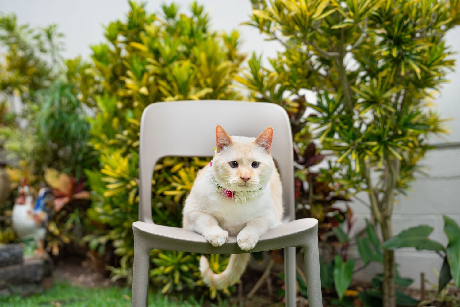 Cat photography- Paws for Portraits- Oahu and Georgia