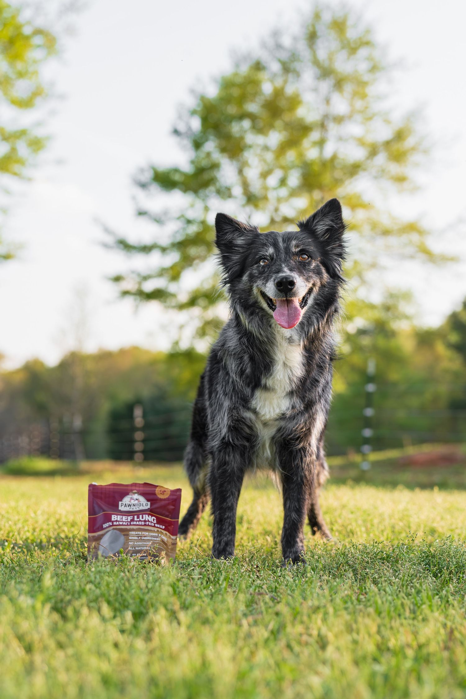Commercial and small business pet/dog/cat photography- Paws for Portraits- Georgia- Hawaii
