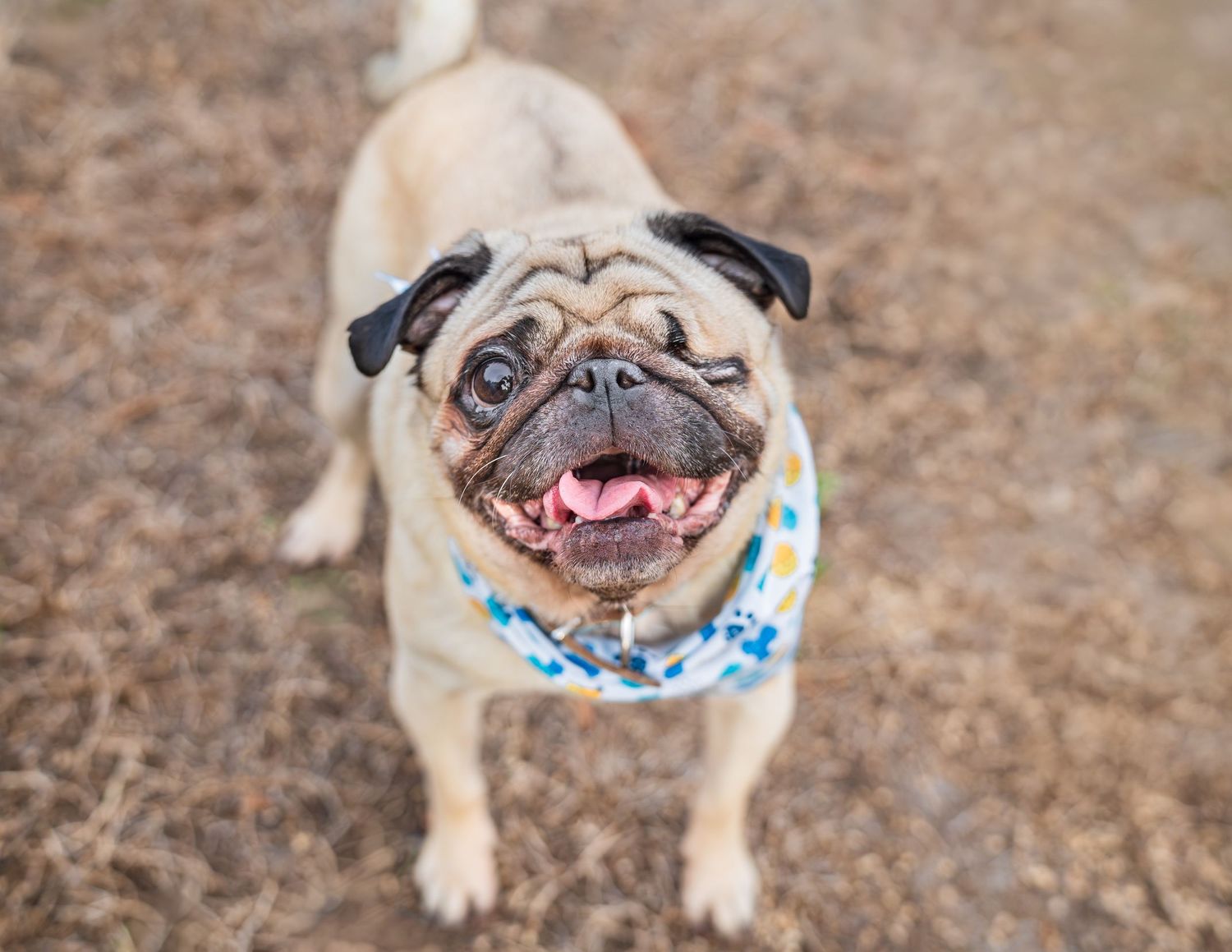 Pug with one eye missing at a photoshoot with paws for portraits