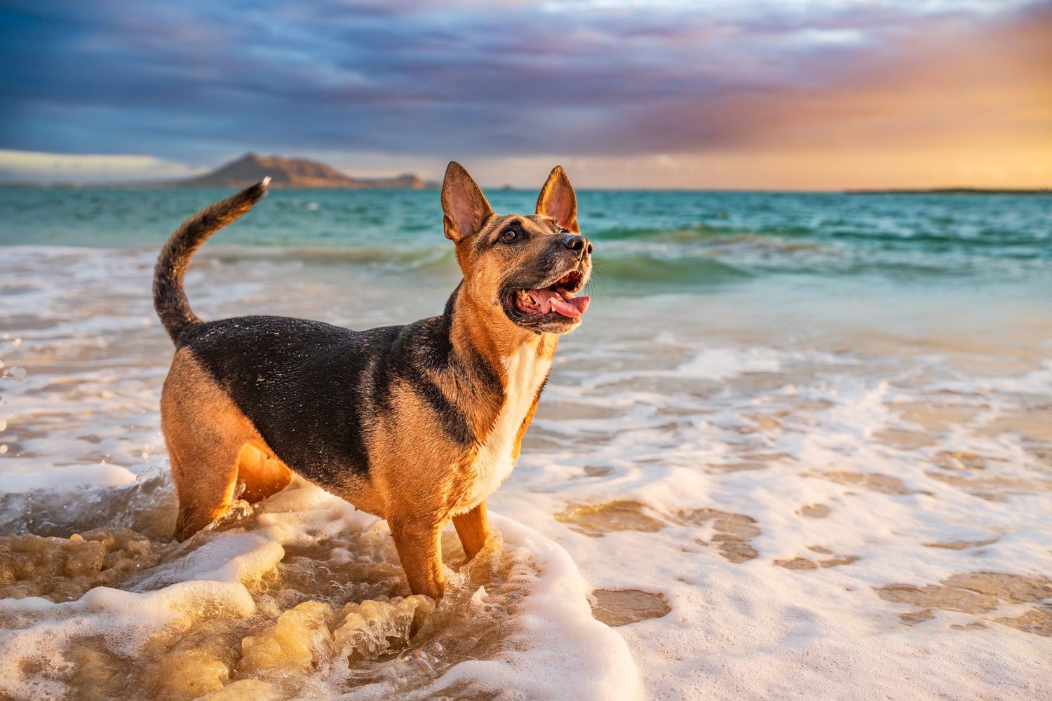 Dog photo- Oahu, HI- pet photography- paws for portraits