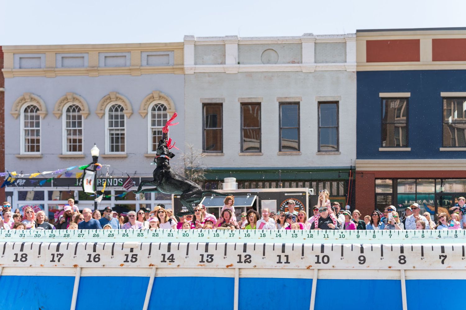 Dock diving- Paws for Portraits- cherry blossom festival Macon