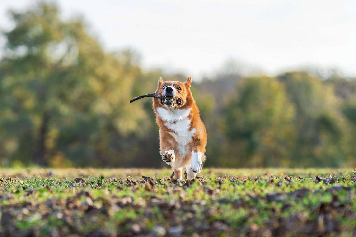 Dog photography- action photos of dogs- Paws for portraits- Georgia