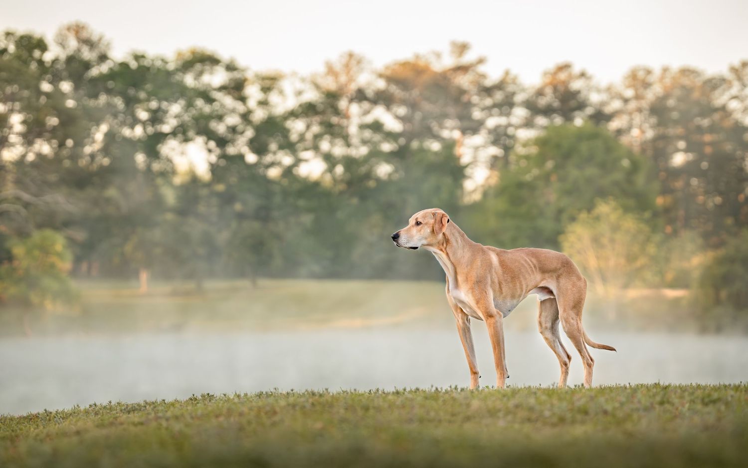 Ridgeback mix dog standing on a hill overlooking at the smoky waters during sunrise in Perry, Ga with paws for portraits.