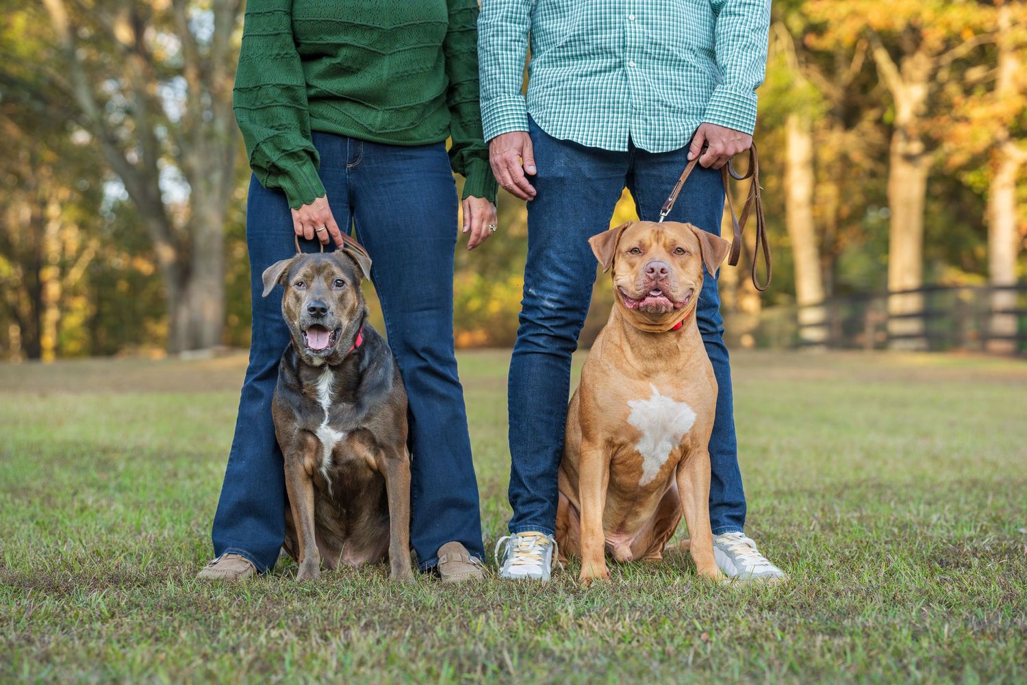 dog photoshoot of rescue dogs with their owners in Warner Robins, GA