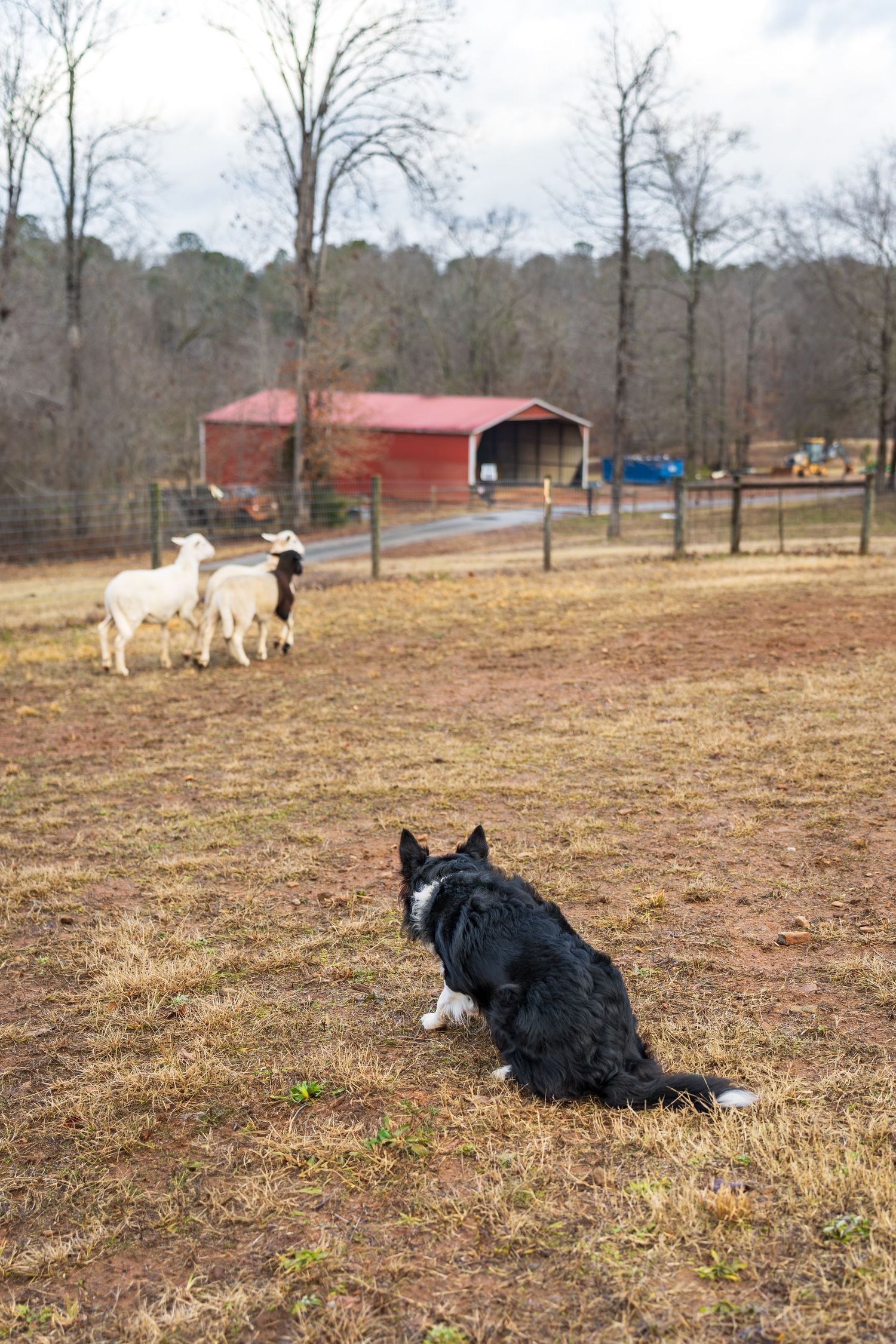 Herding photography- paws for portraits- Georgia dog photographer
