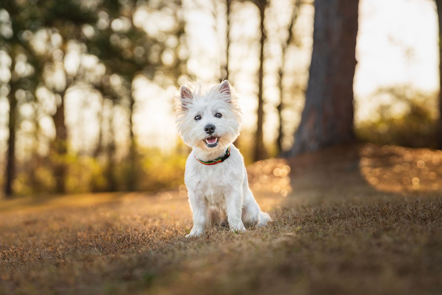 Westie dog posing for a dog photoshoot at sunrise at a park in Perry Georgia.