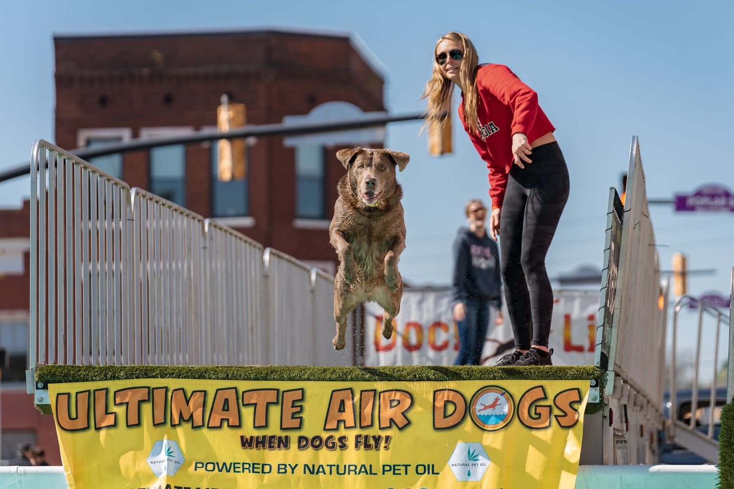 lab jumping at a dock diving event- cherry blossom festival Macon
