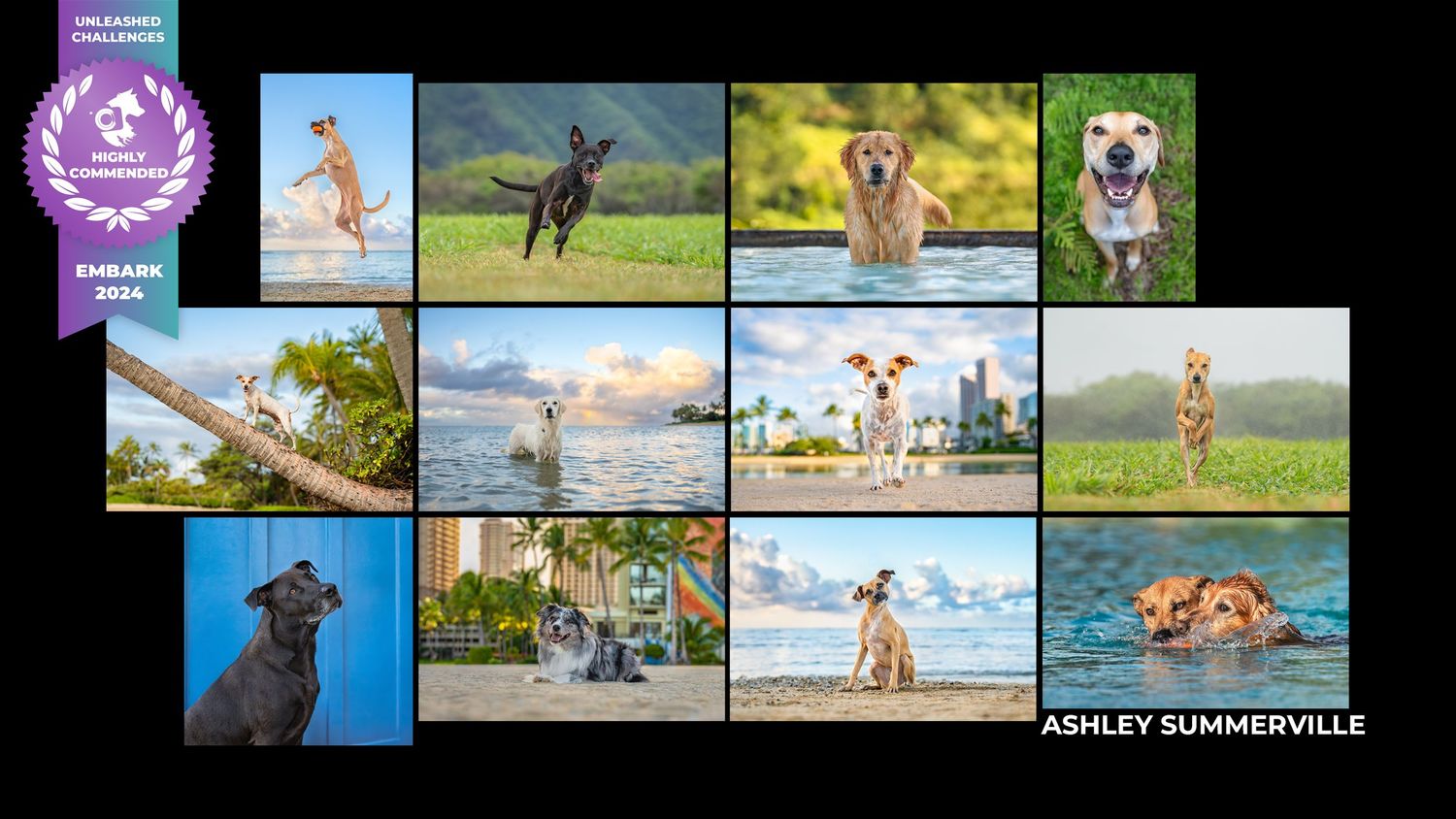 Embark- unleashed education winner- highly recommended- Paws for Portraits