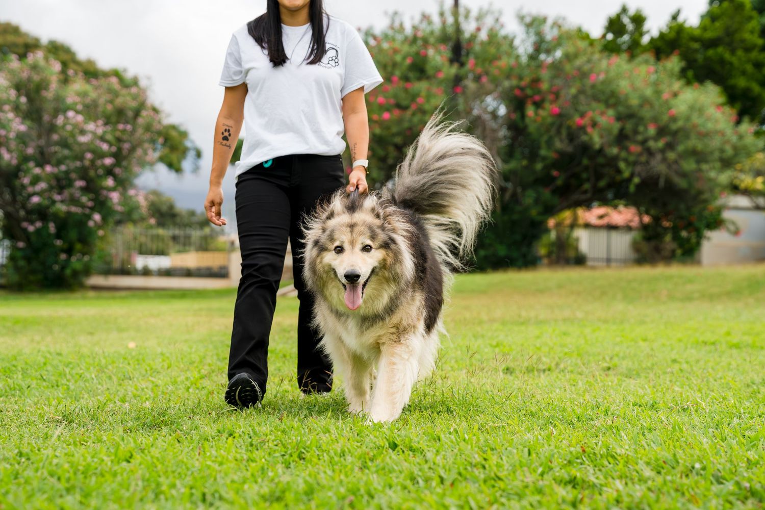 Commercial and small business pet/dog/cat photography- Paws for Portraits- Georgia- Hawaii