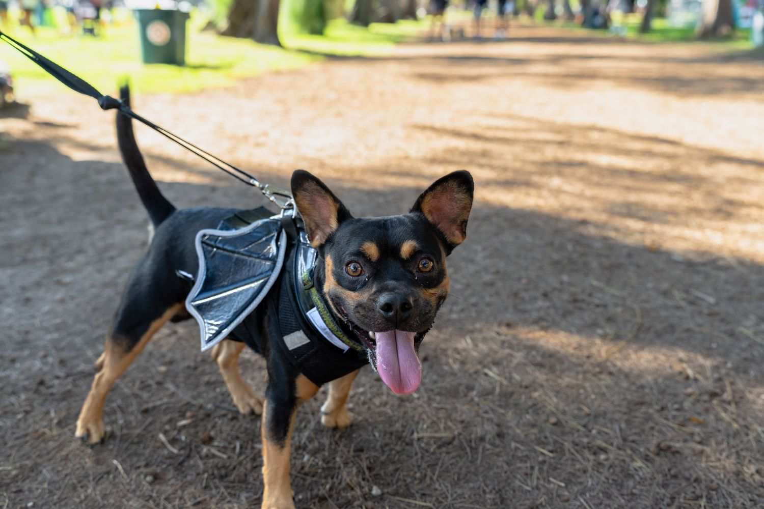 Dog photography- Event photography- pet photographer- paws for portraits- Oahu, HI- Pet walk