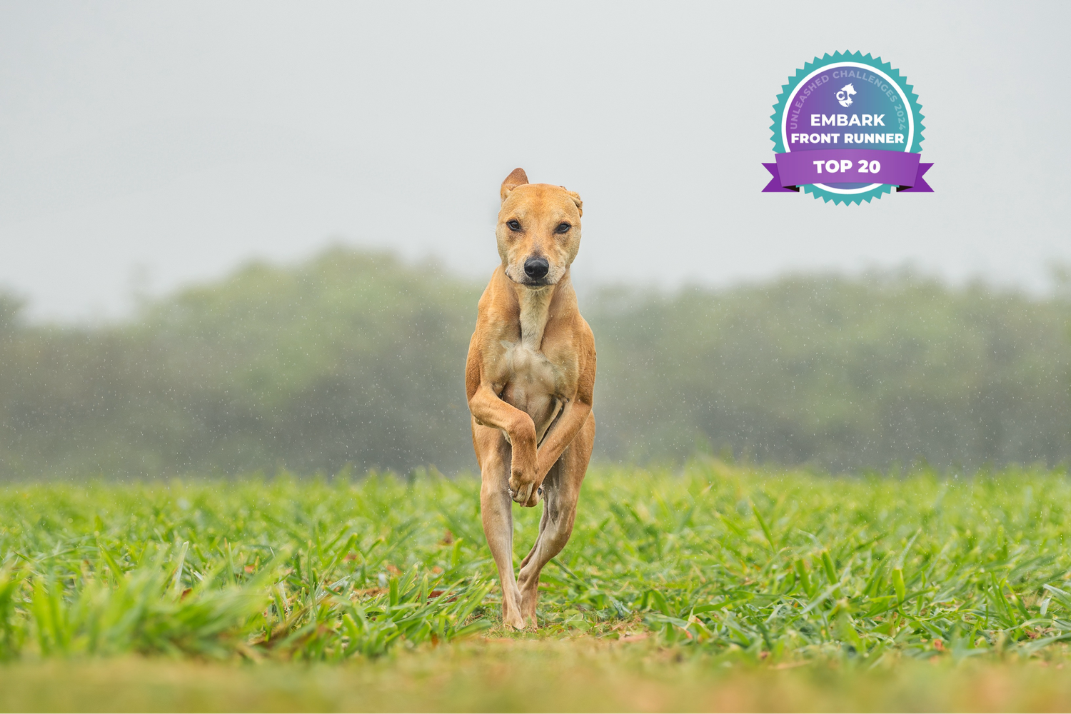 Embark- unleashed education winner- Front runner