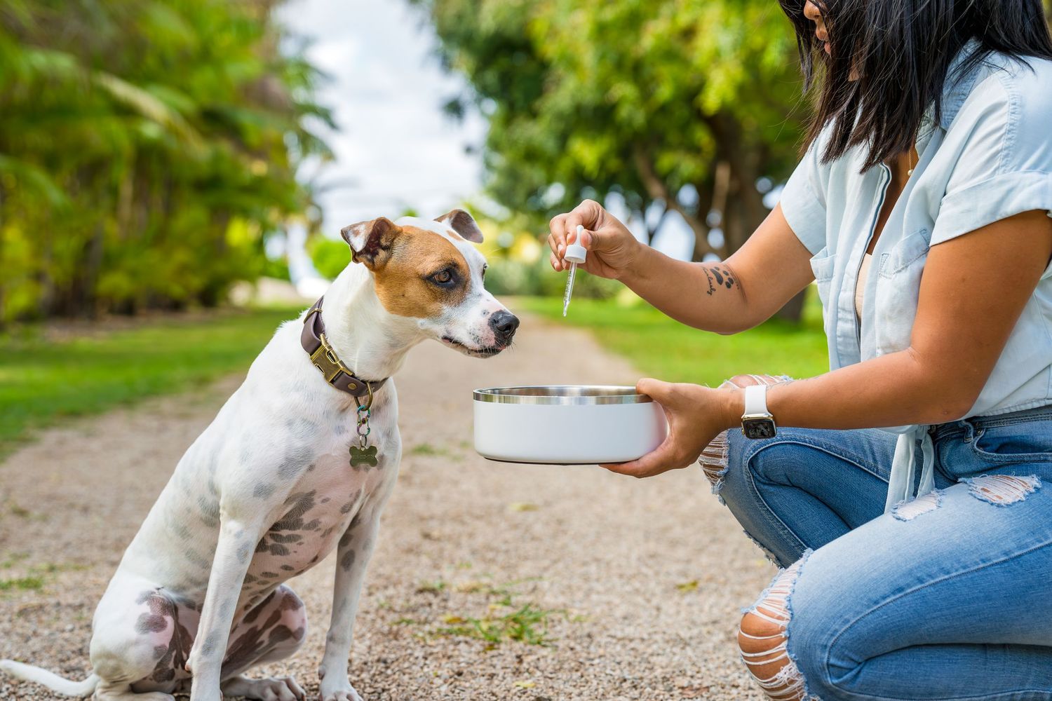 Commercial and small business pet/dog/cat photography- Paws for Portraits- Georgia- Hawaii