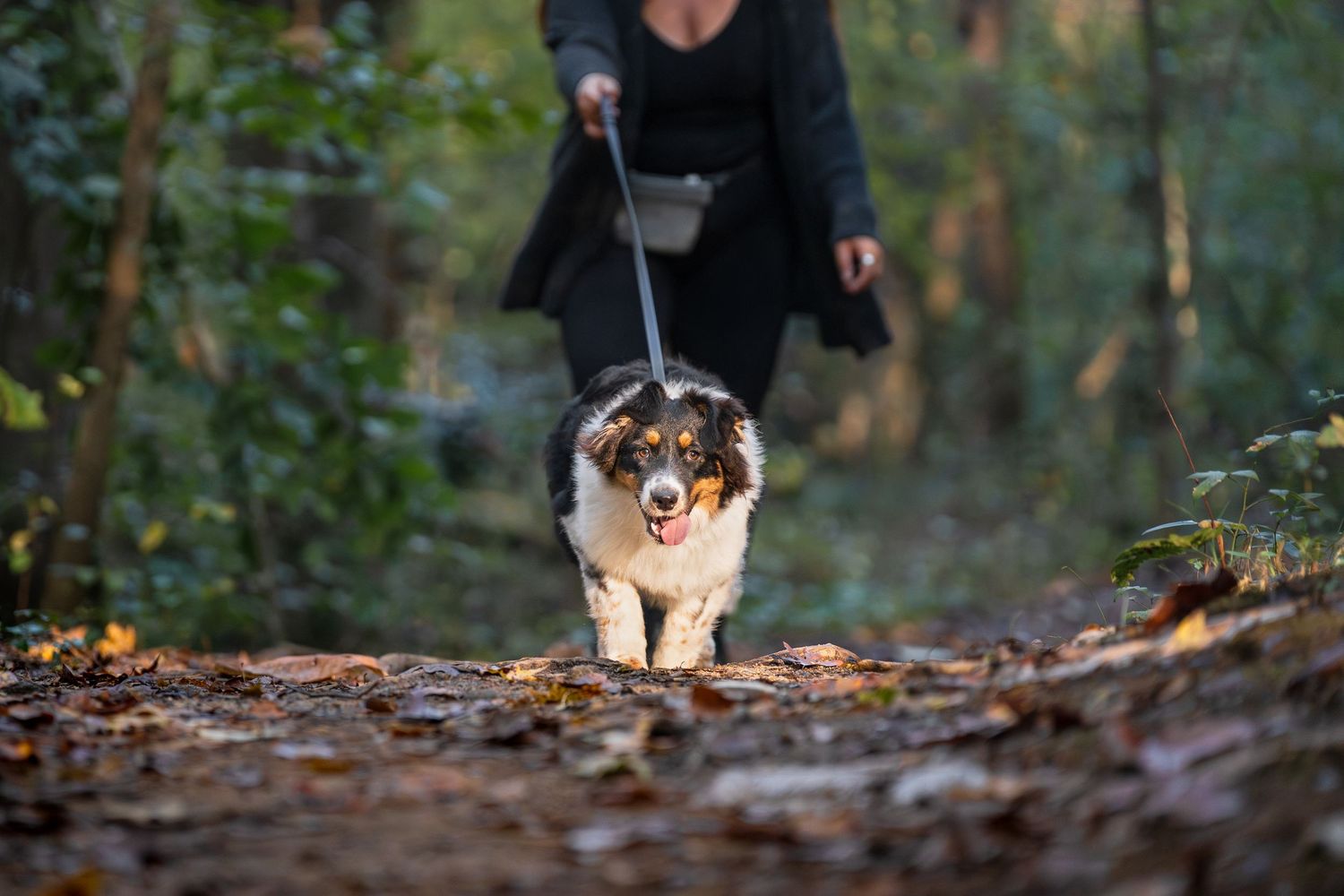 Bolder K9 product photoshoot with a fluffy Aussie on a a hike in atlanta