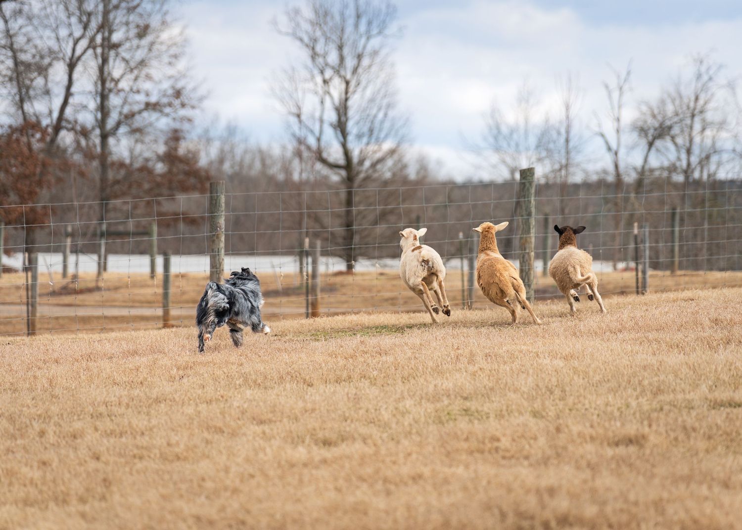 Herding photography- paws for portraits- Georgia dog photographer