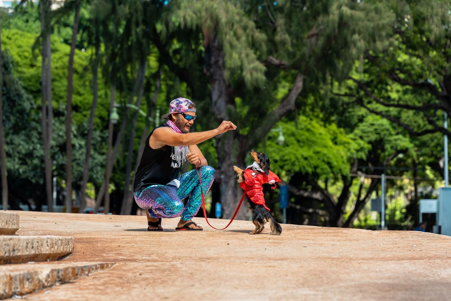Hawaii humane society pet walk- paws for portraits