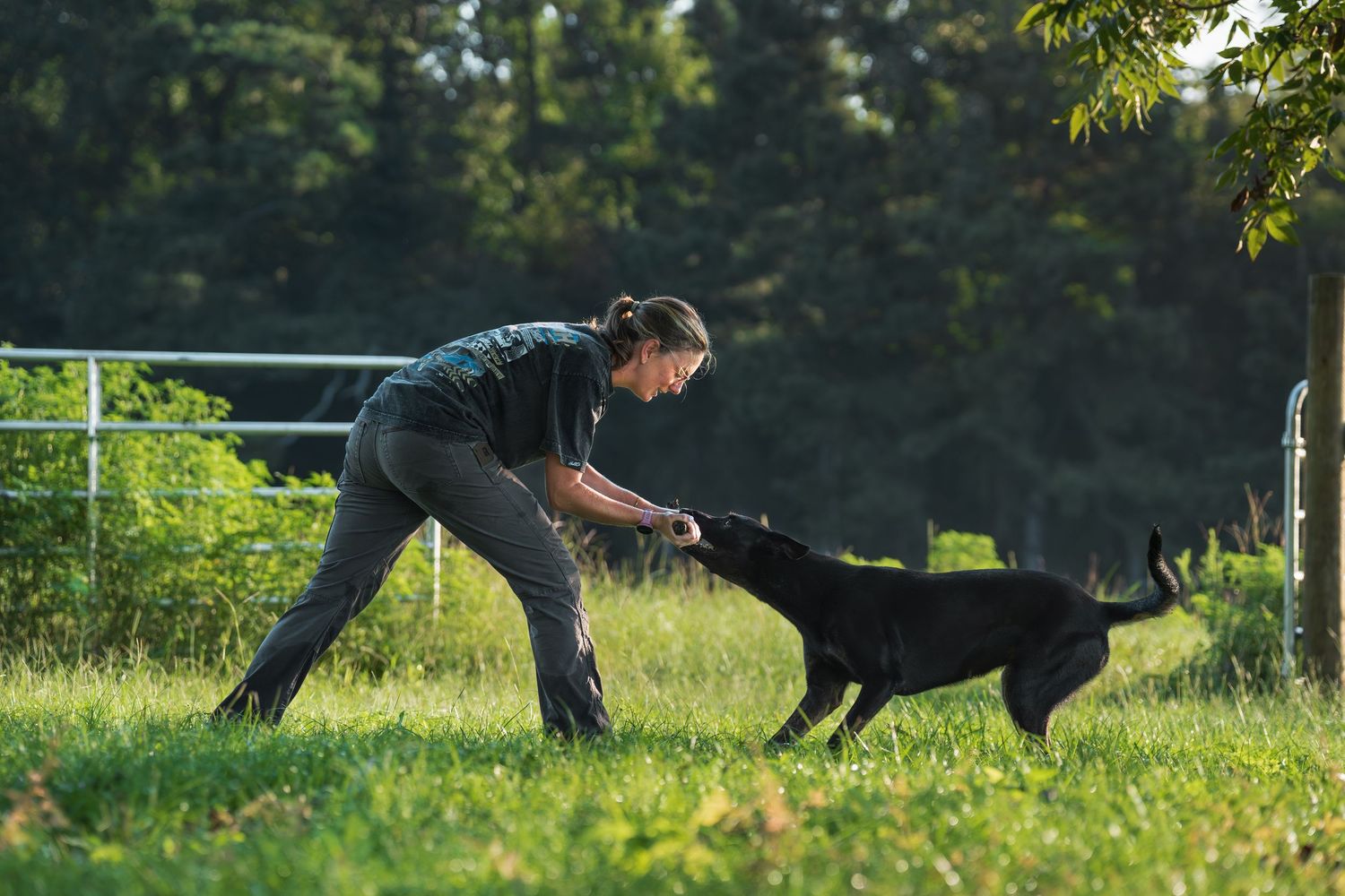 Black belgian malinois playing tug with owner- Fort Valley, GA