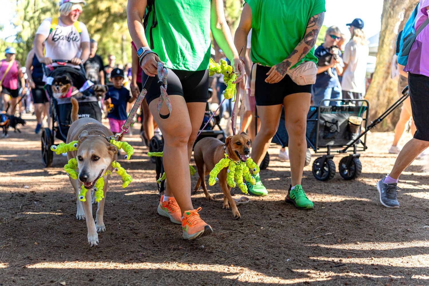 Dog photography- Event photography- pet photographer- paws for portraits- Oahu, HI- Pet walk