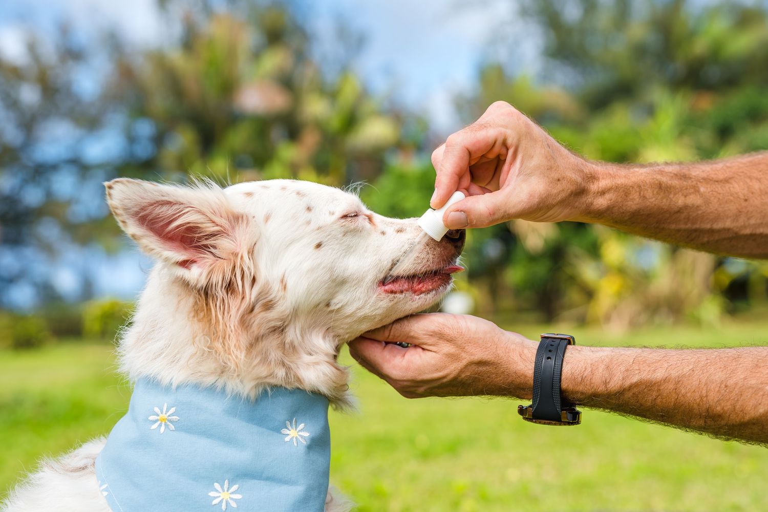 Commercial and small business pet/dog/cat photography- Paws for Portraits- Georgia- Hawaii