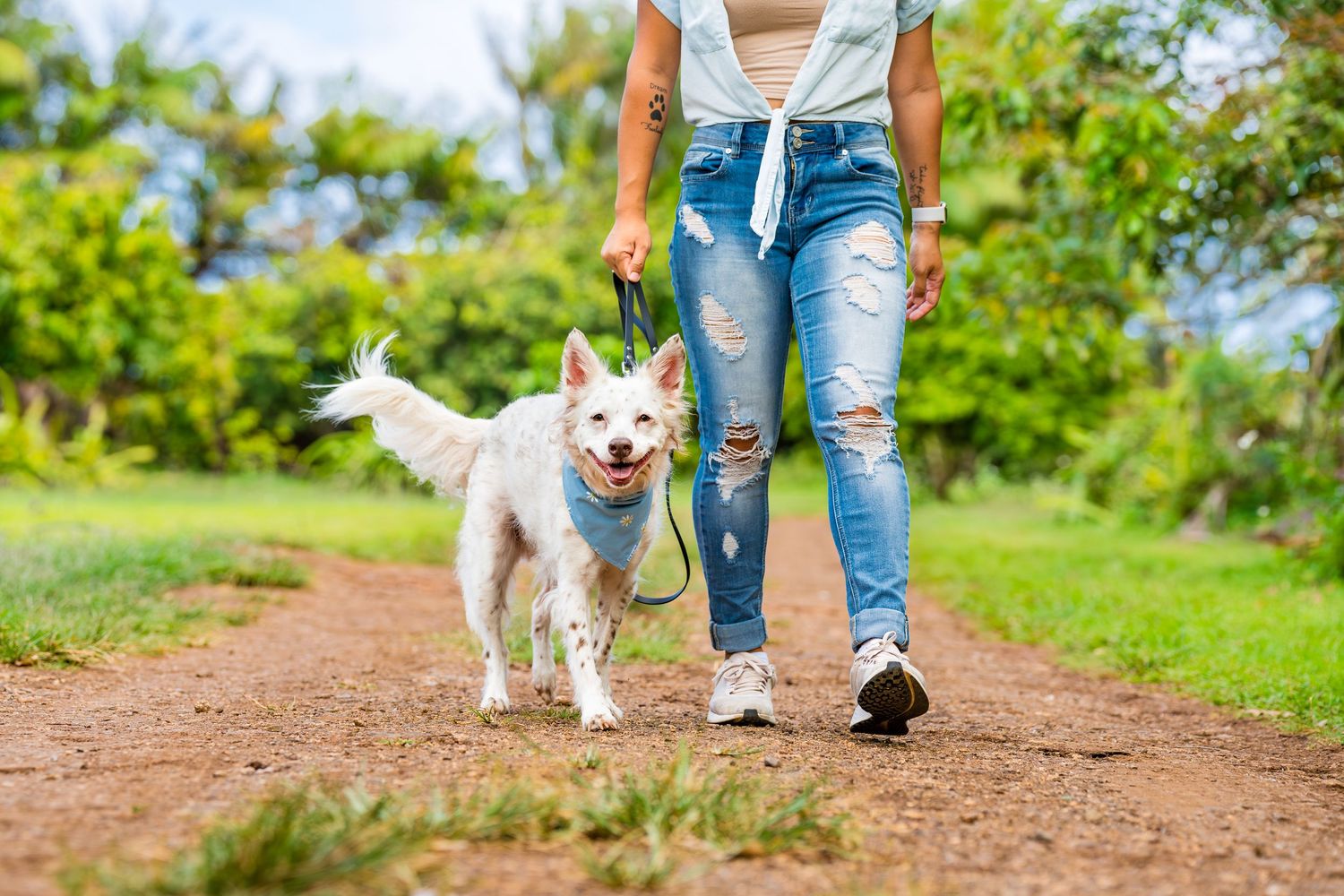 Commercial and small business pet/dog/cat photography- Paws for Portraits- Georgia- Hawaii