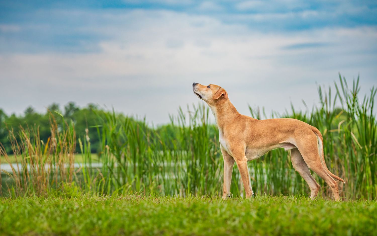 ridgeback mix standing near pond looking at sky- robins air force base