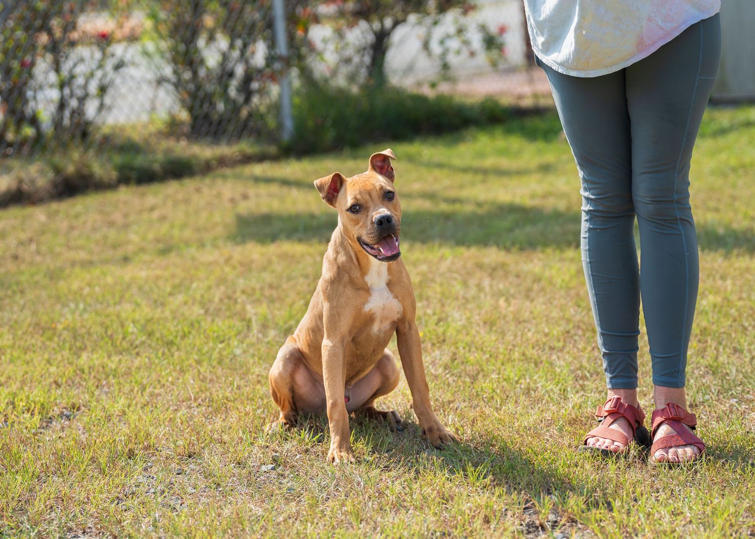 Mix breed at the shelter- Warner Robins Animal Control