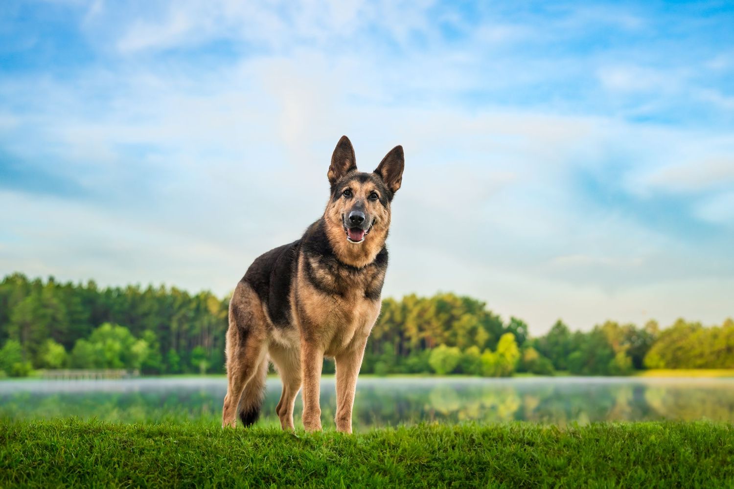 Dog photo- Warner Robins Georgia- dog photography- paws for portraits- IPPA