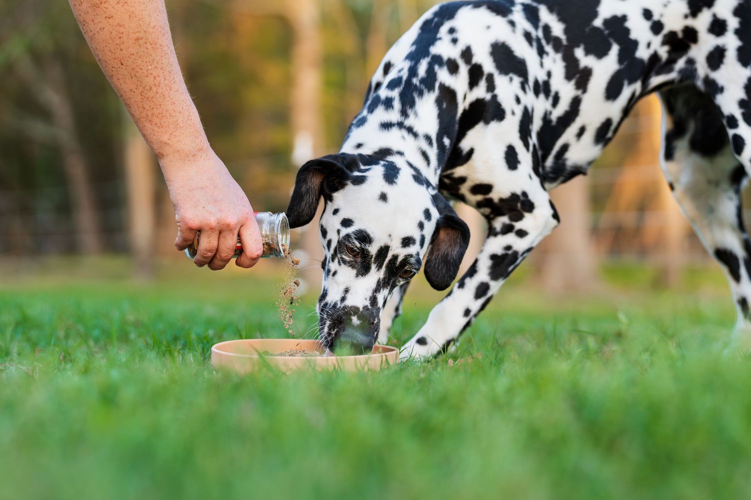 Commercial and small business pet/dog/cat photography- Paws for Portraits- Georgia- Hawaii