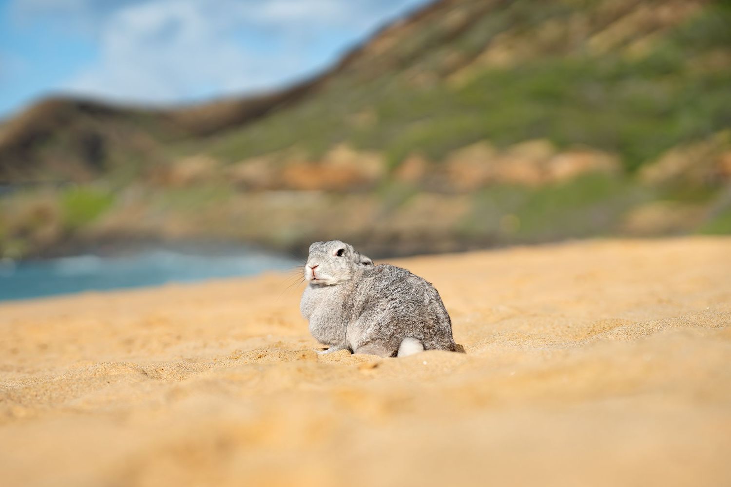 Pet photography- Oahu, HI- Paws for Portraits