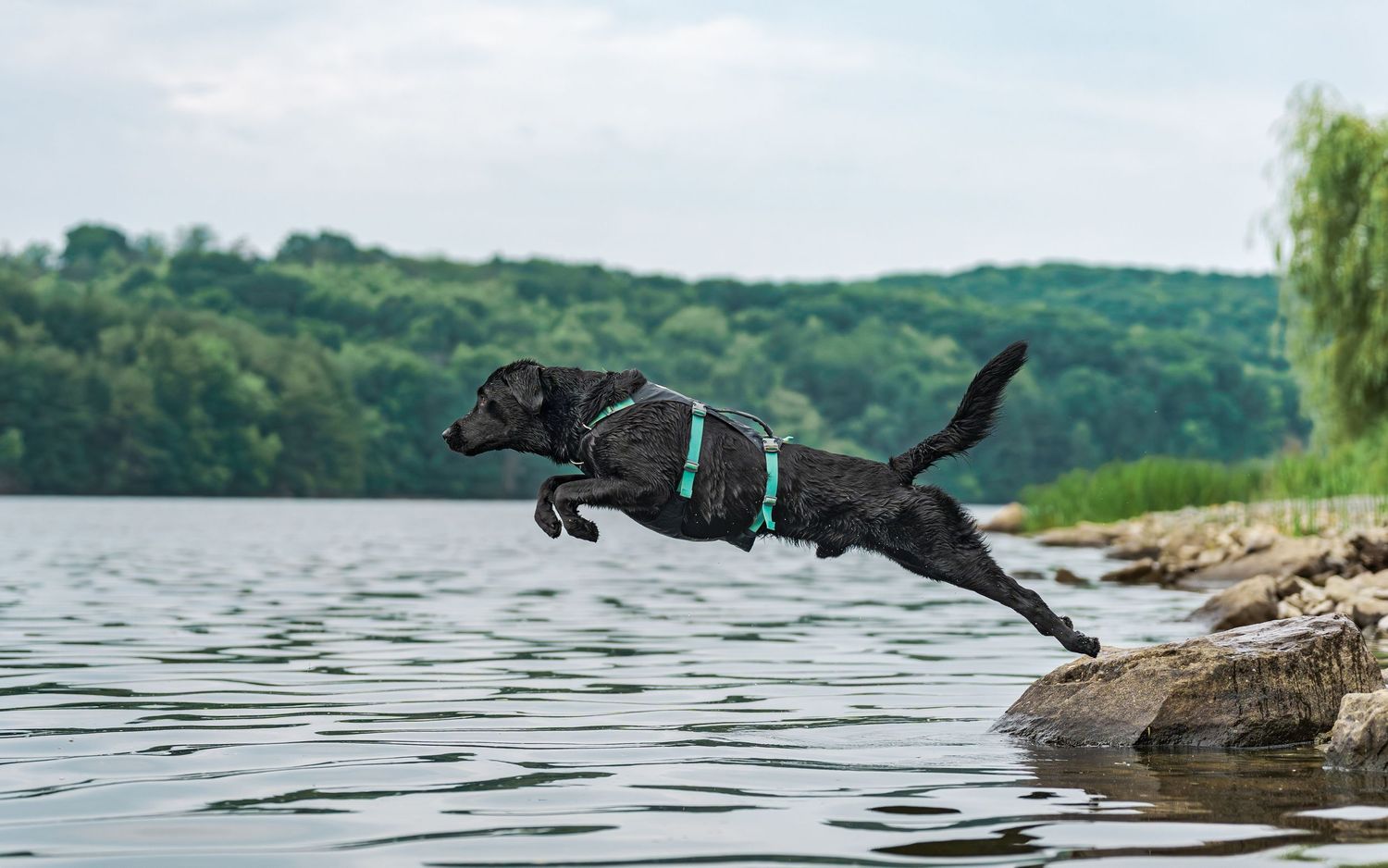 Dog photography- action photos of dogs- Paws for portraits- Georgia