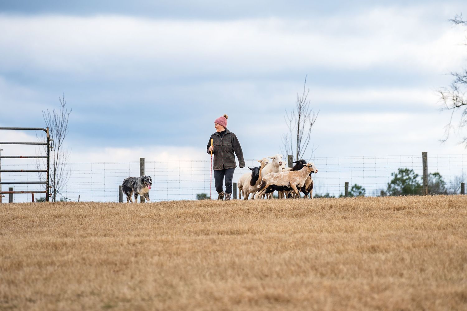 Herding photography- paws for portraits- Georgia dog photographer