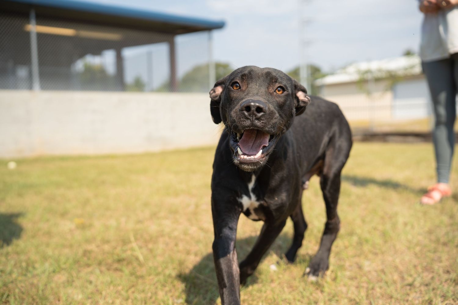 Great dane mix at the shelter- Warner Robins Animal Control
