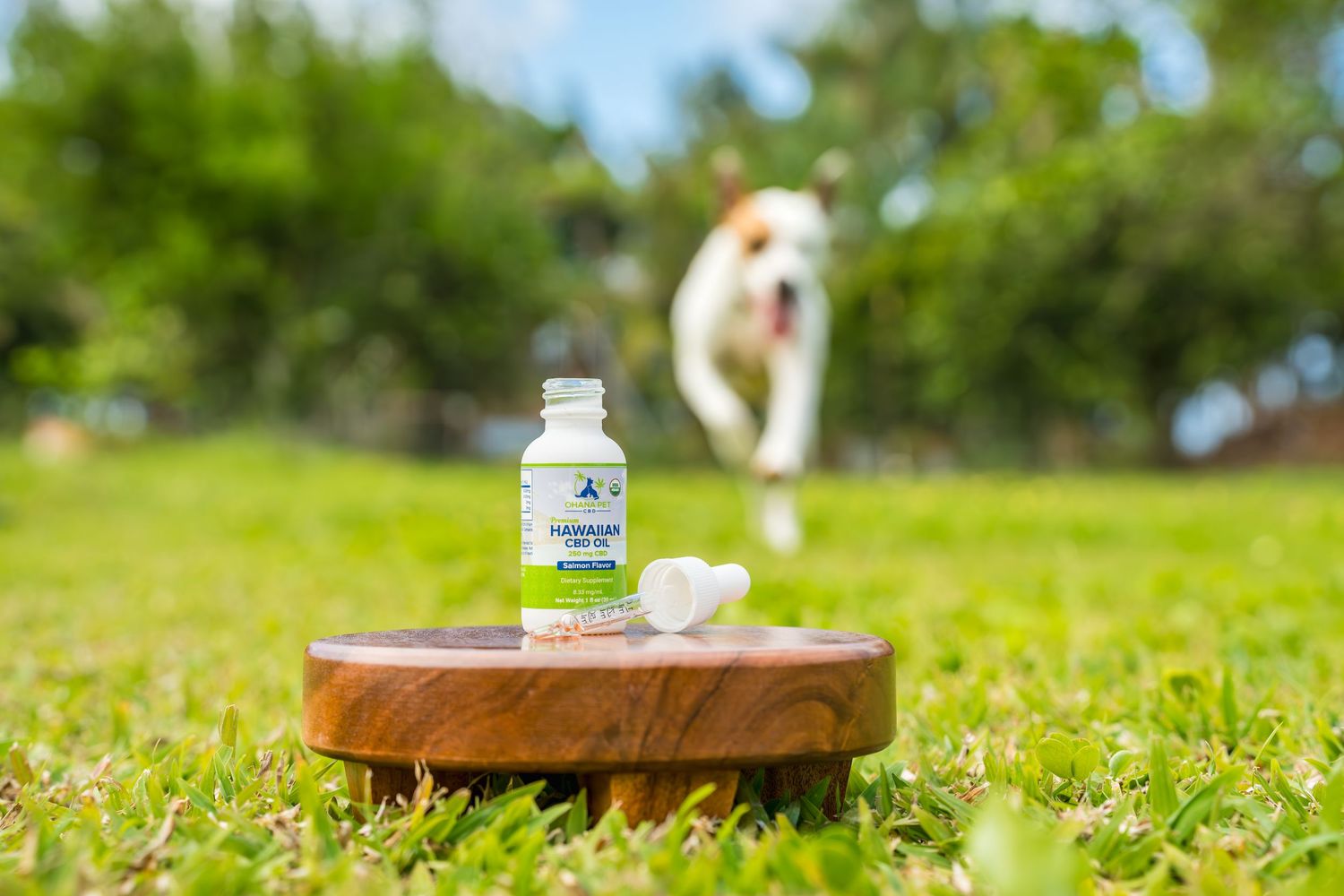 Commercial and small business pet/dog/cat photography- Paws for Portraits- Georgia- Hawaii