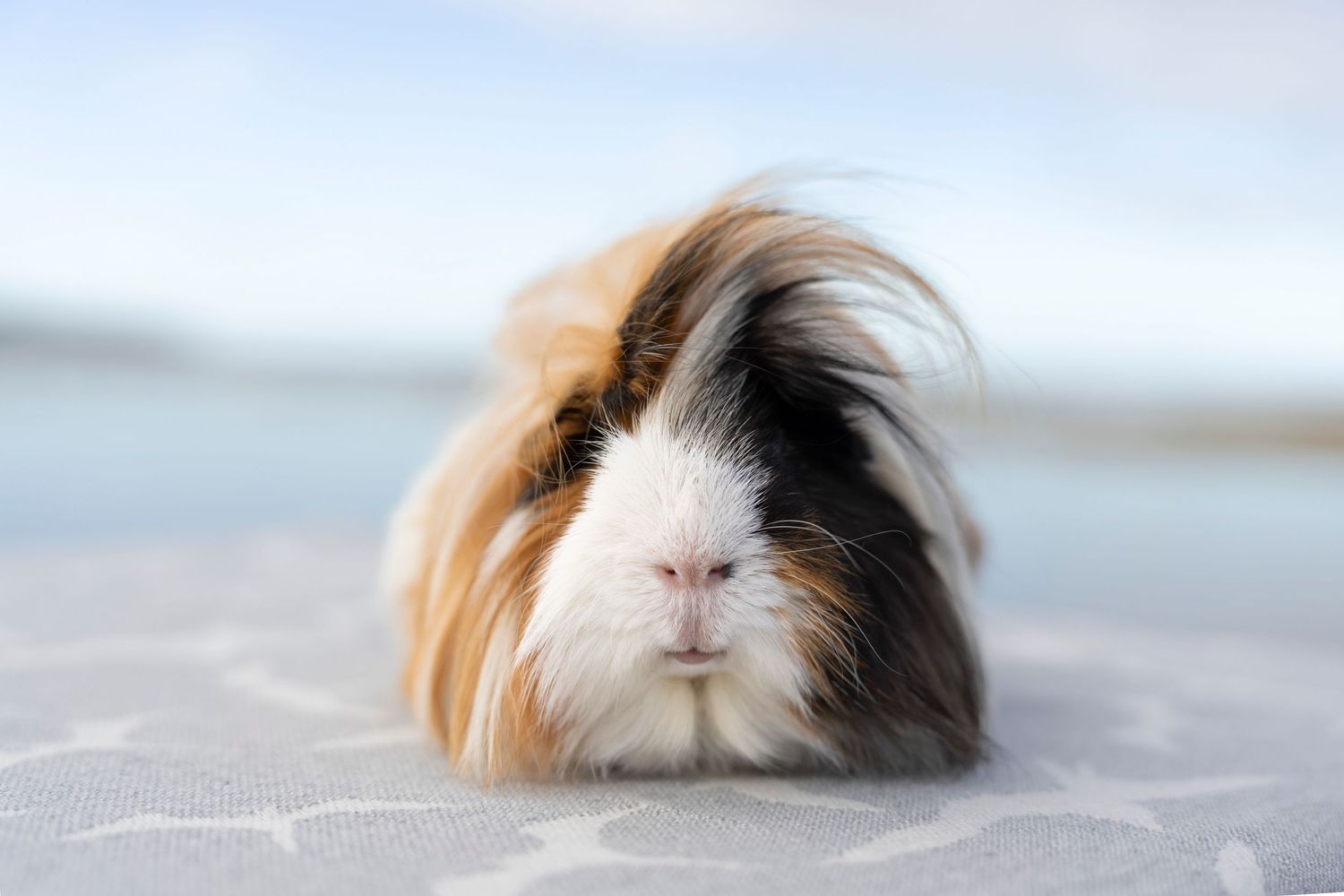 Pet photography- Oahu, HI- Paws for Portraits