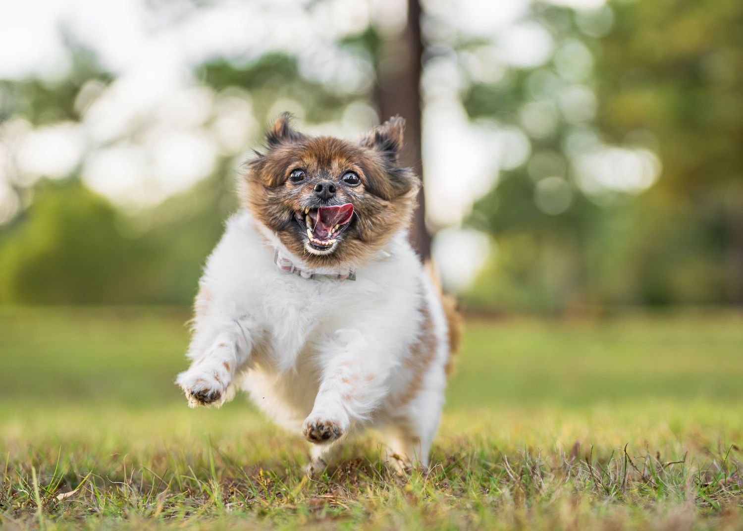 small dog running in the woods at a dog photoshoot in warner robins GA