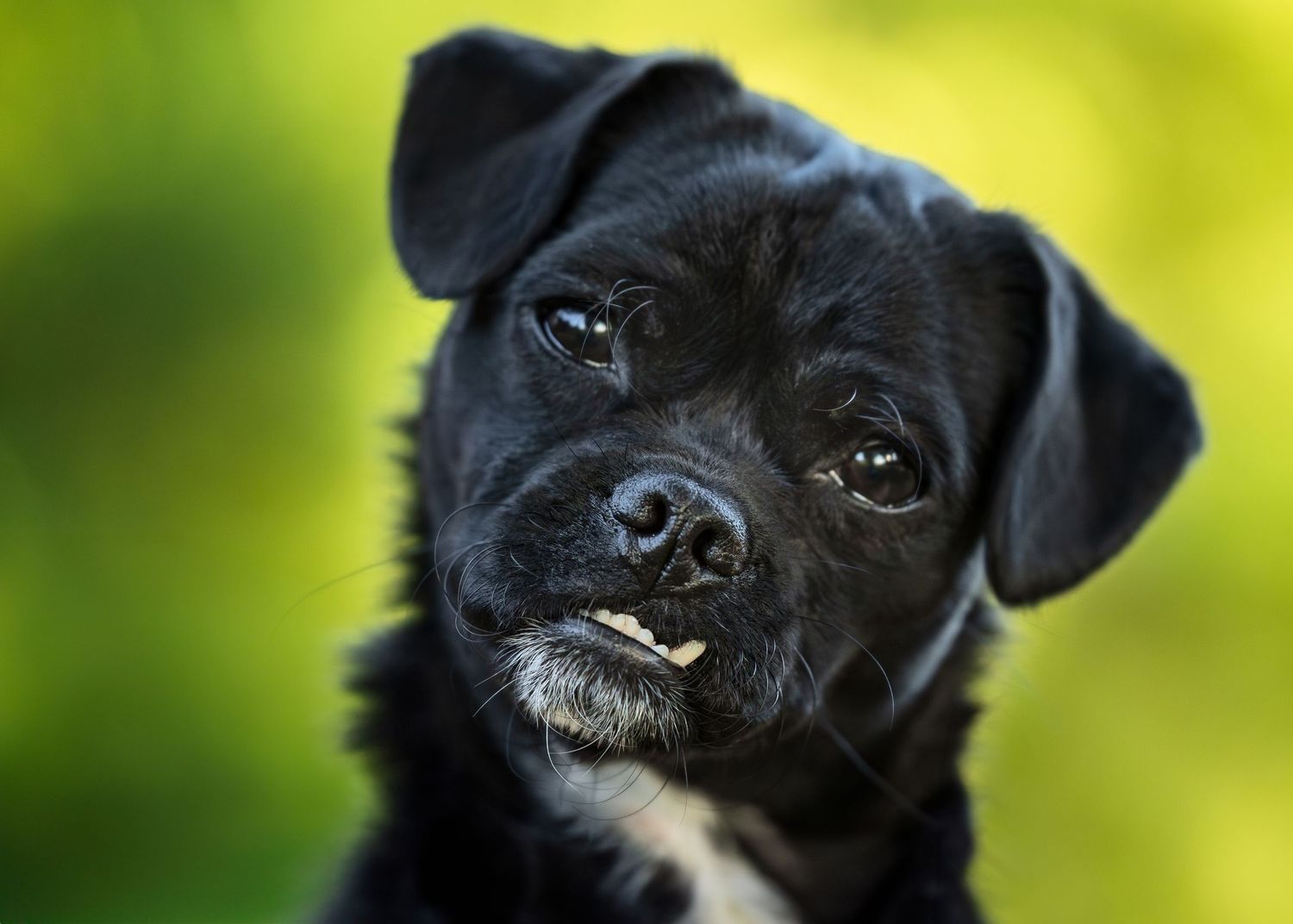 Dog photo- Warner Robins Georgia- pet photography- paws for portraits