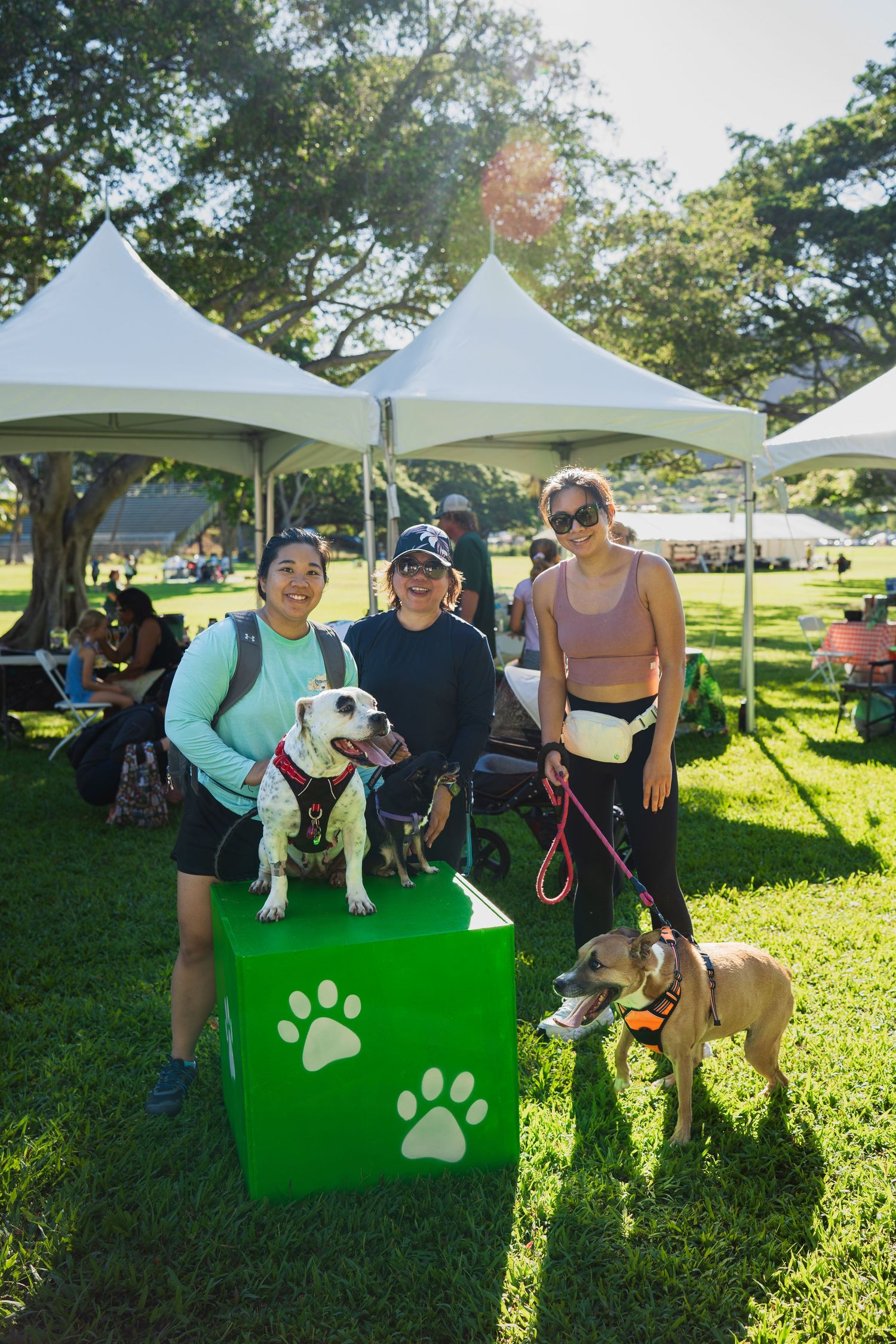 Hawaii humane society pet walk- paws for portraits