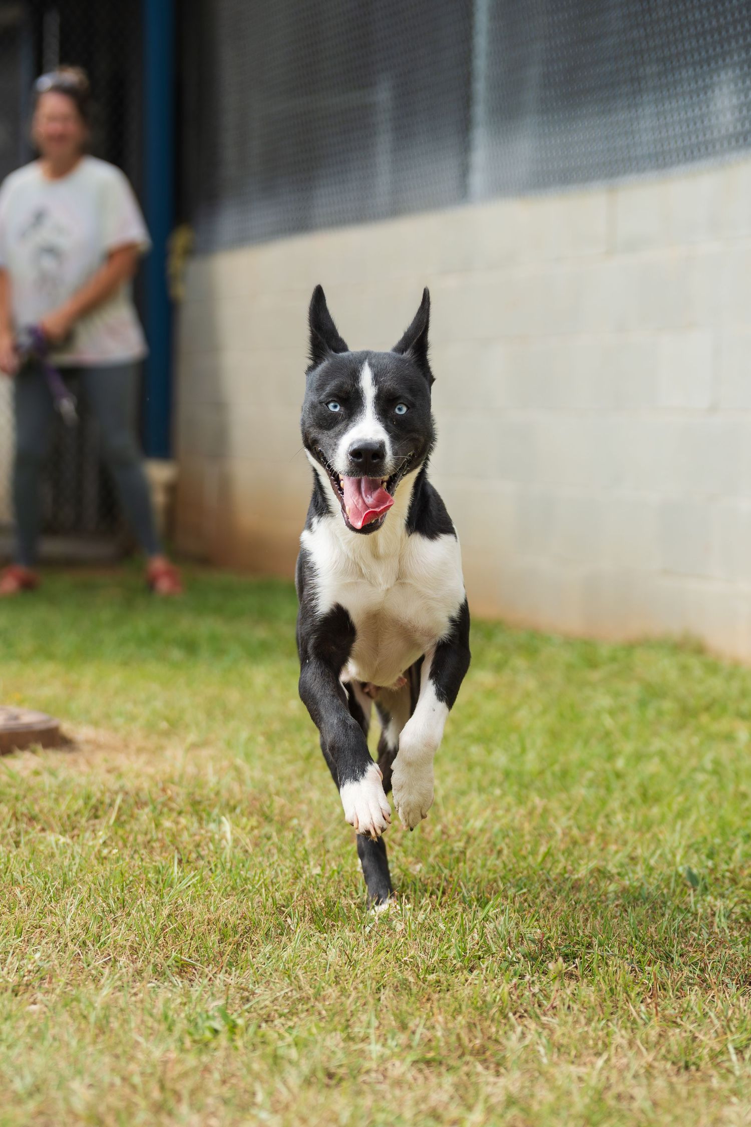 Mix breed at the shelter- Warner Robins Animal Control